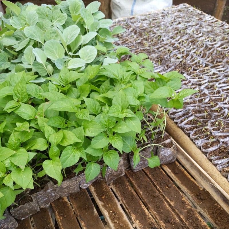 DIARY PETANI - Bibit Cabe Rawit Merah Siap Tanam