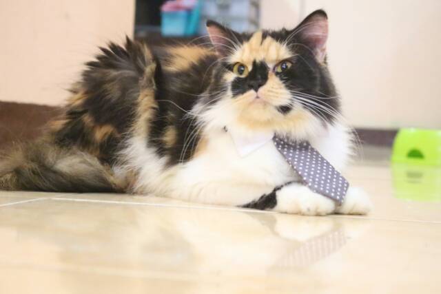 Long tie terkeren untuk kucing dan anjing / aksesoris hewan imut / baju kucing terlaris