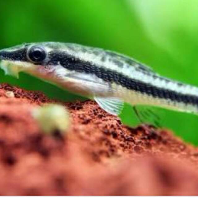 

Ikan otto