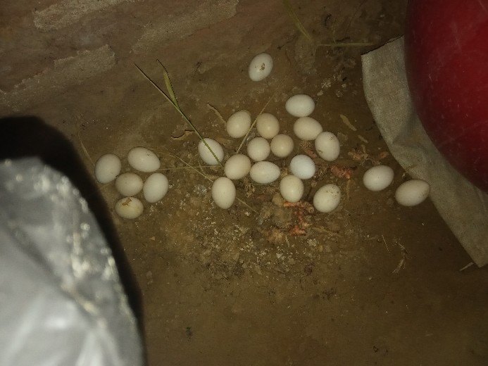 Cetakan Coklat Puding Mika Bentuk Pisang