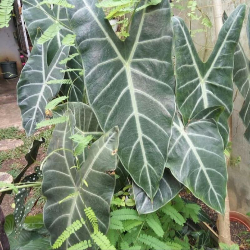 Tanaman hias keladi kuping kelinci - Amazone lokal