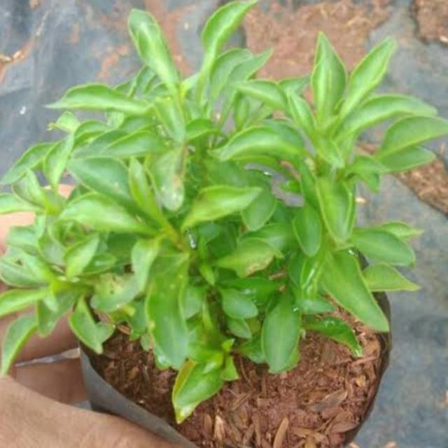 Tanaman Krokot hijau