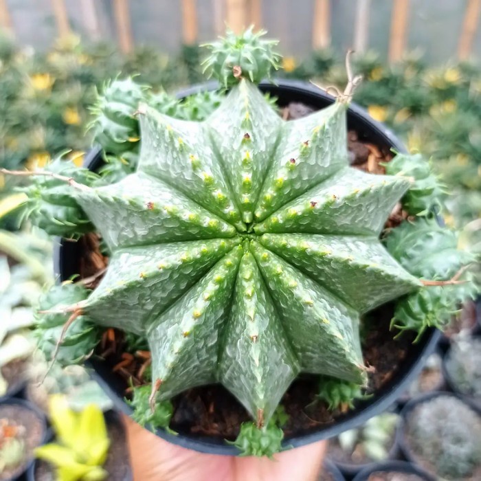 Euphorbia valida big size