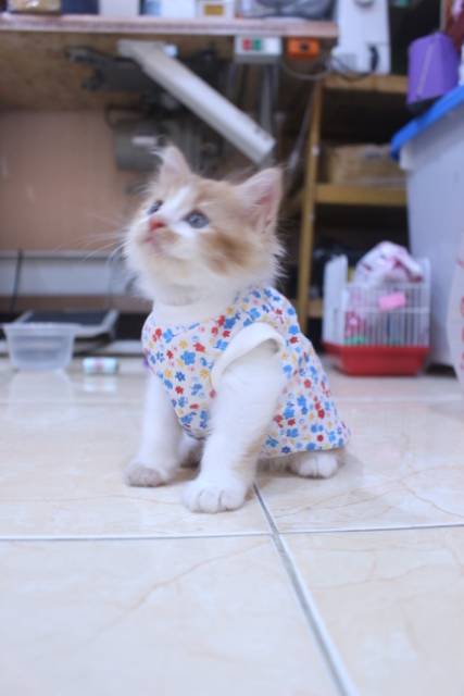 Baju simple model kaos katun lucu untuk kucing dan anjing / baju kucing murah size S-XL