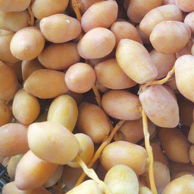 

Ruthob/Kurma Muda