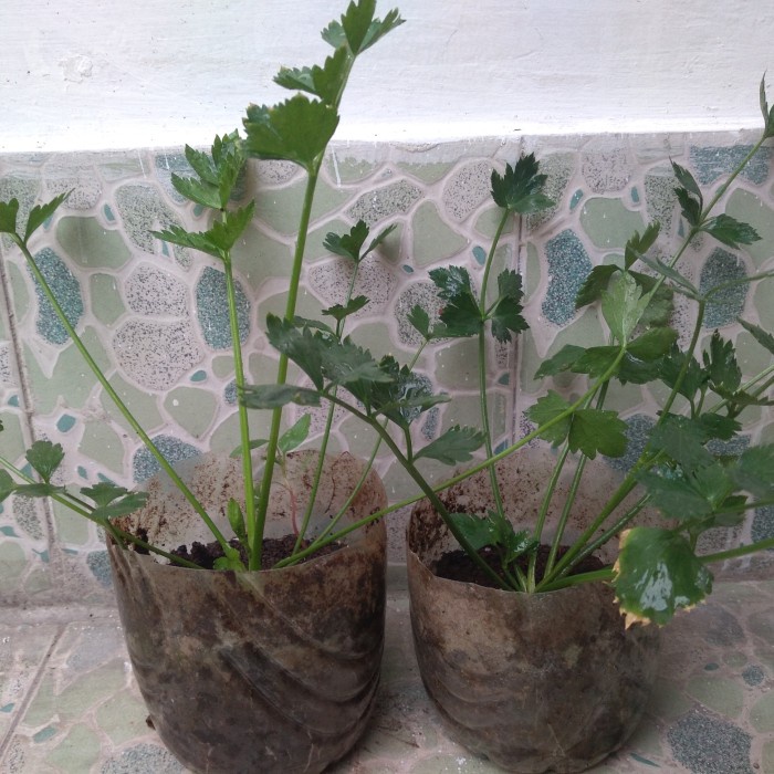 bibit tanaman seledri / tanaman herbal seledri / sayur seledri