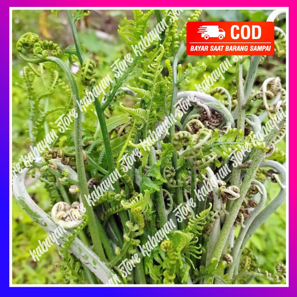 

DAUN PAKIS SAYUR SEGAR MURAH ORGANIK