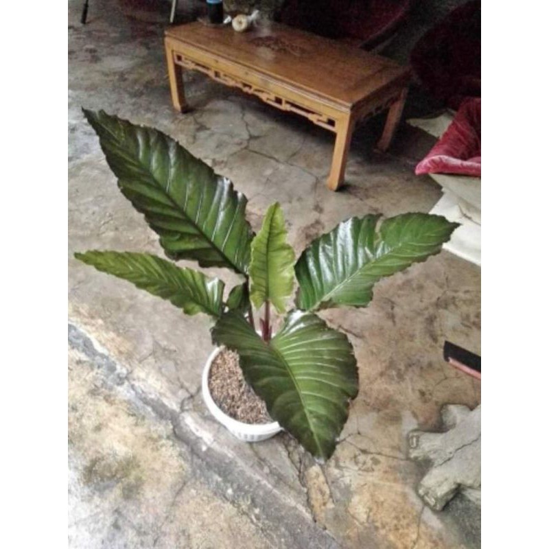 tanaman hias antorium black beauty
