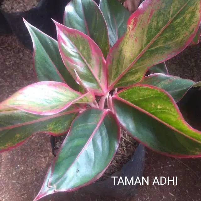 Tanaman hias daun aglonema lipstik merah