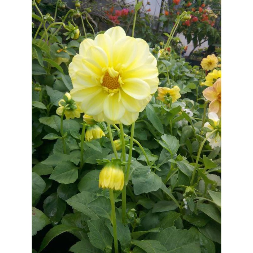 DAHLIA YELOW  Shopee Indonesia