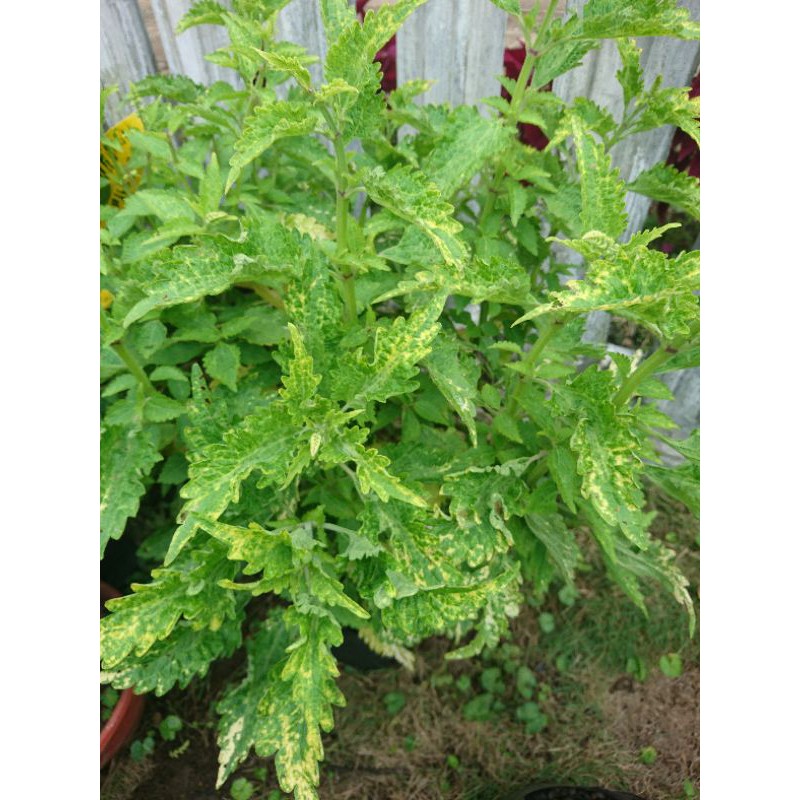 miana tanaman hias bunga miana