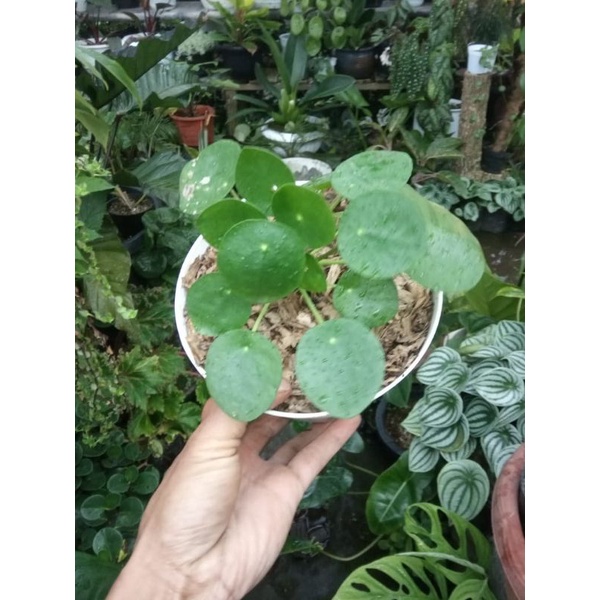 tanaman hias pilea/chinese money plant