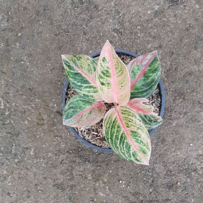 Aglonema Veronica Golden