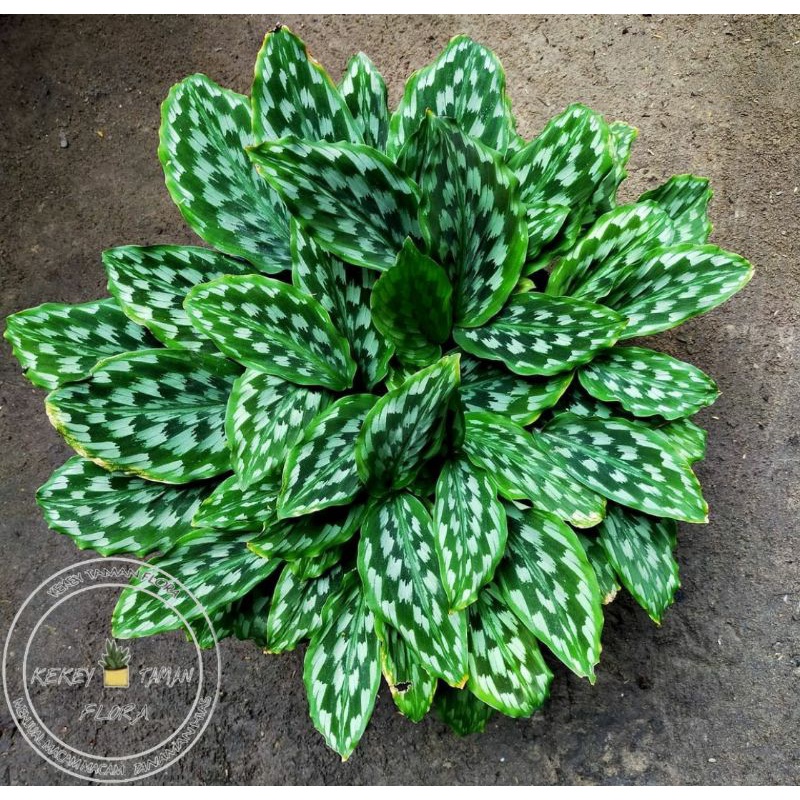 Tanaman Hias Calathea Merak - Calathea Merak - Bunga Calathea