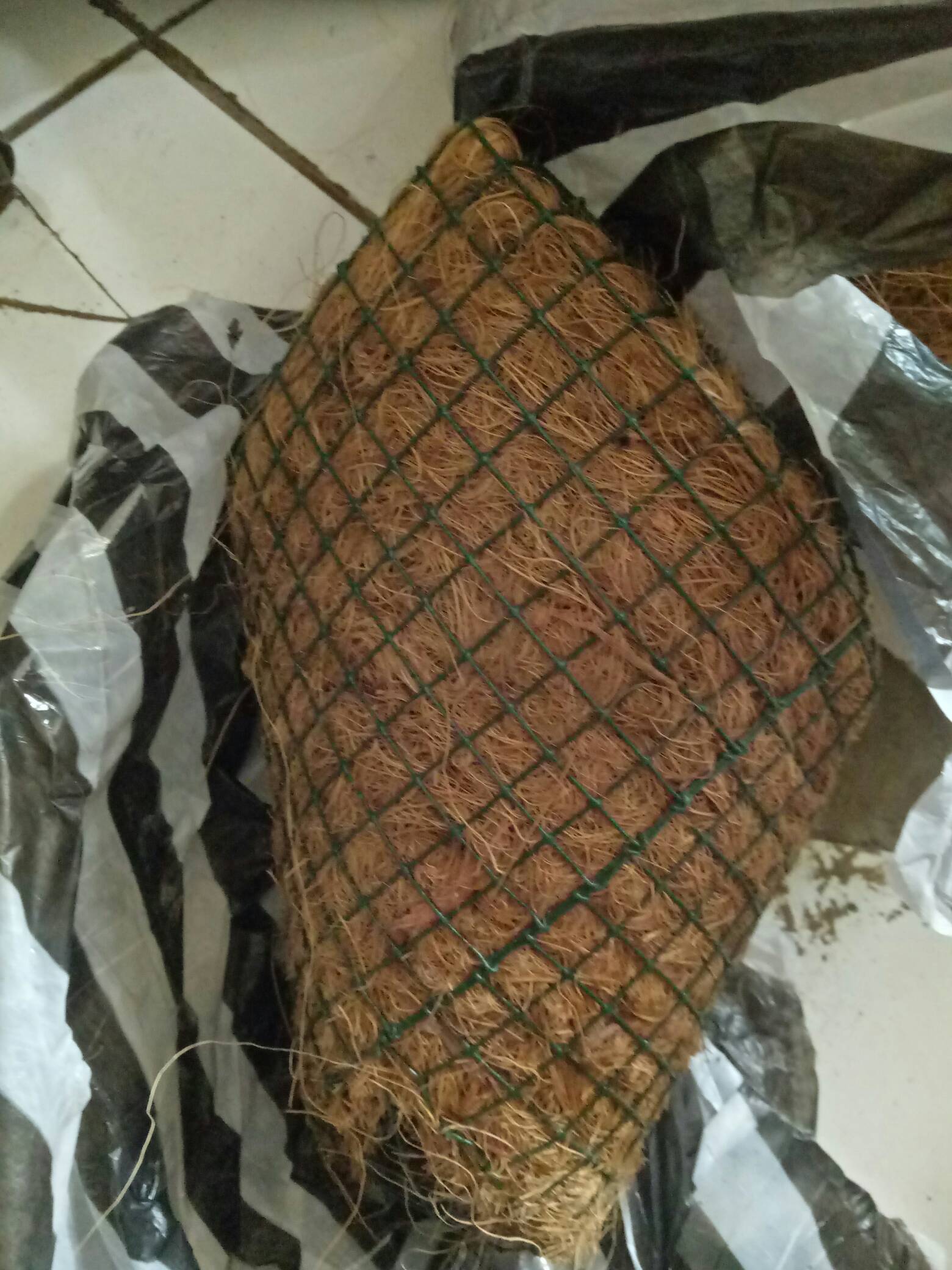 Pot Tempel Kerucut / Pot Sabut Kelapa / Pot Anggrek / Media Tanaman Anggrek