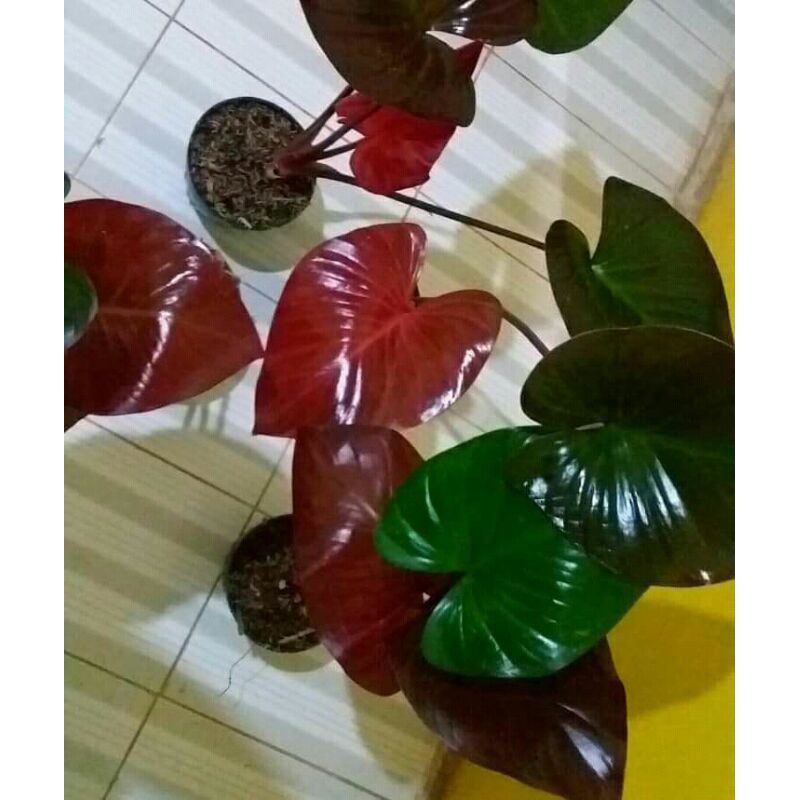 Tanaman hias homalomena rubescens - tanaman homalomena - homalomena rubescens - tanaman indoor -