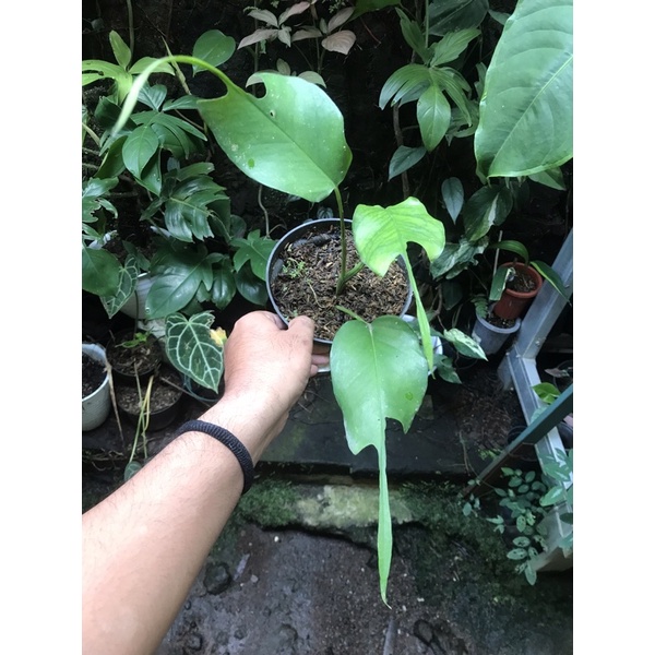 Epipremnum Skeleton Key