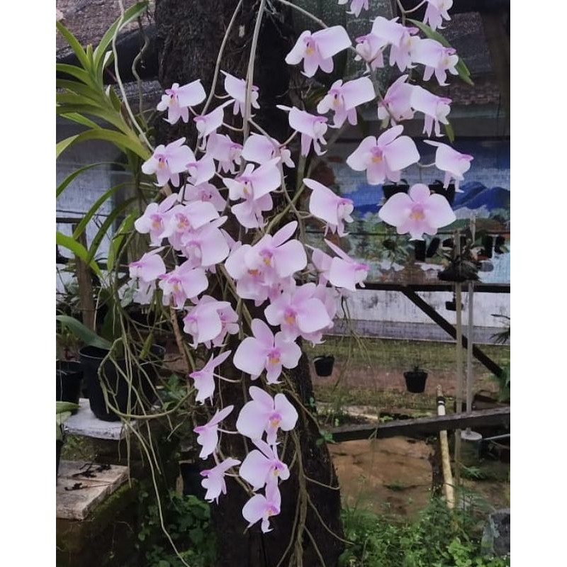 anggrek phalaenopsis schilleriana