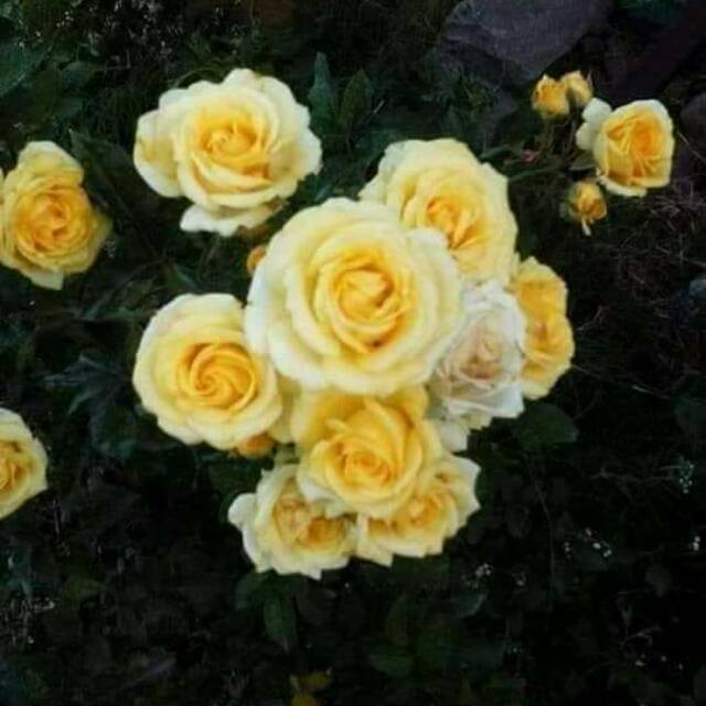 tanaman mawar floribunda kuning