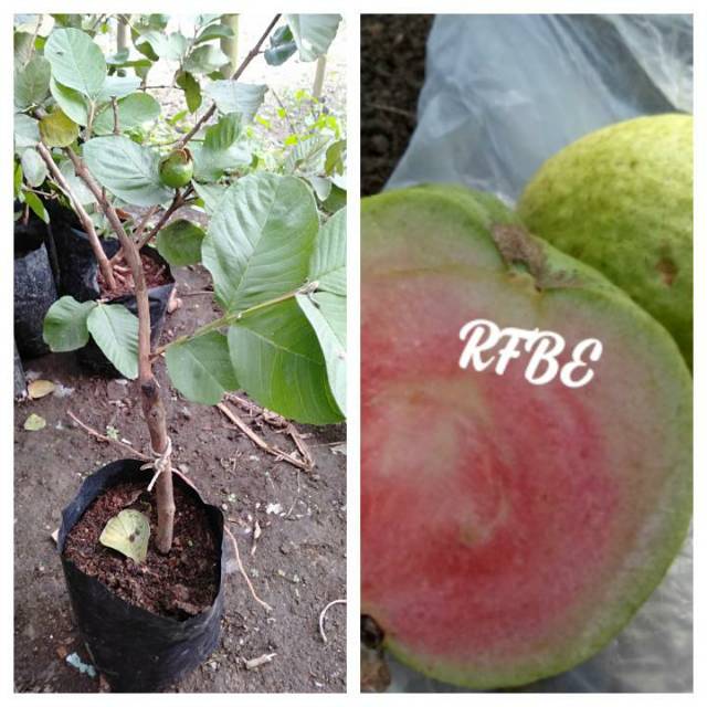 Bibit jambu biji red diamond dari cangkok