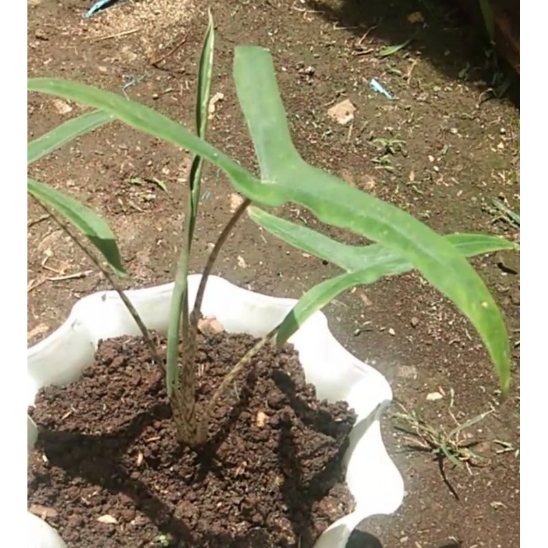 Alocasia trigina langka