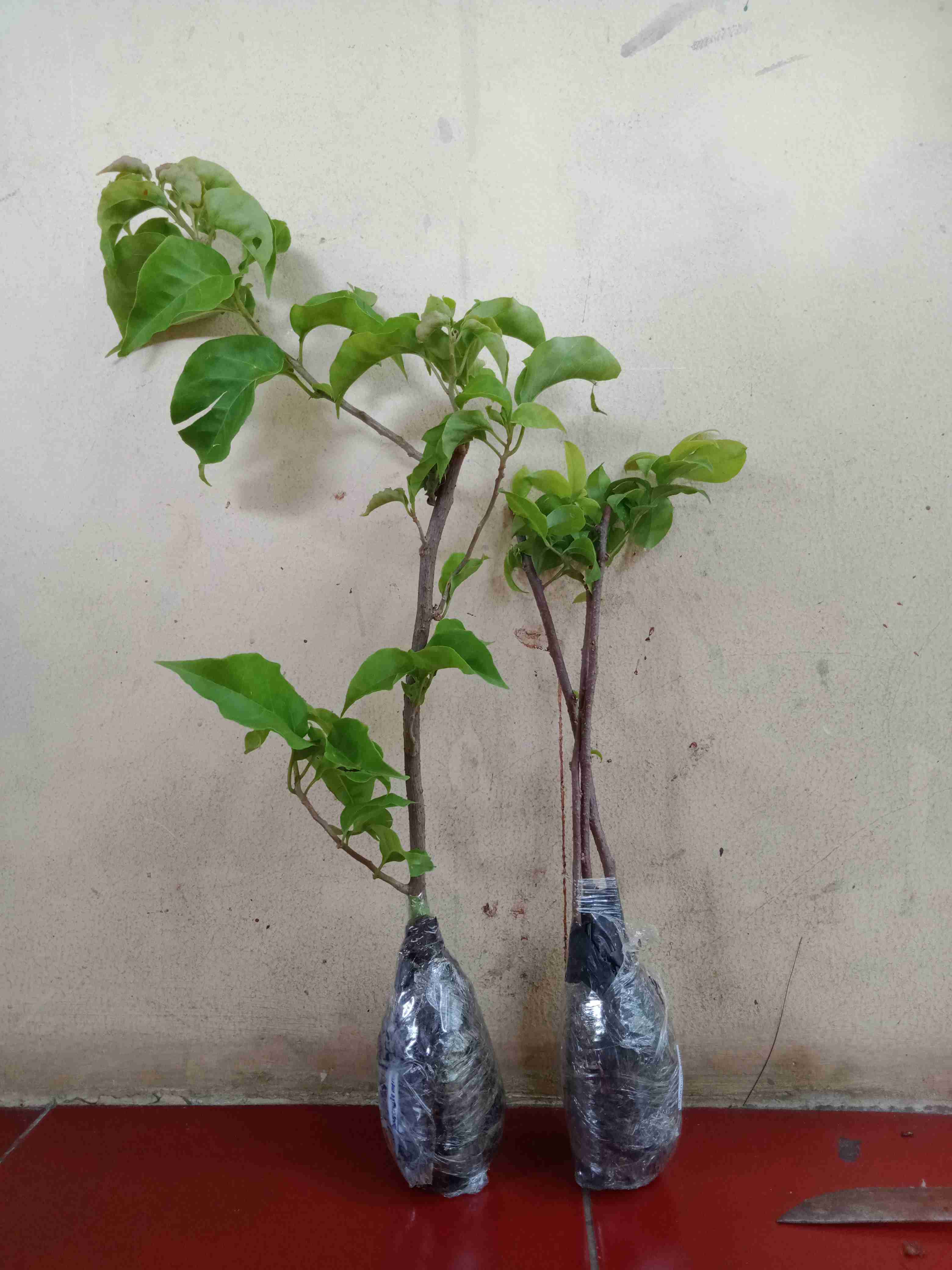 Tanaman Hias Taman Bougenville Putih