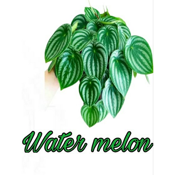 PAKET Hemat 4 JENIS TANAMAN HIAS PEPEROMIA Golden gate,Red edge,Peperomia rainbow,Water melon