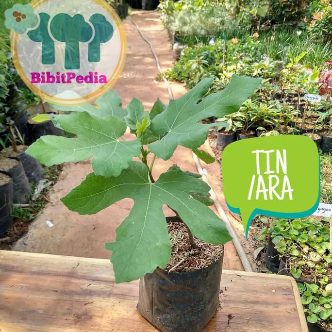 Super Bibit Tanaman Buah Tin Ara Green Jordan Kw Unggul