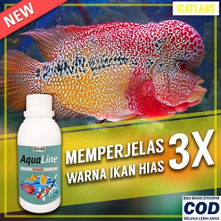 [A2] AQUALINE PAKAN WARNA IKAN IKAN ARWANA IKAN LOUHAN IKAN KOI ARWANA IKAN KOKI AQUARIUM IKAN HIAS