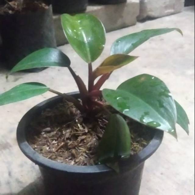 Tanaman hias - philodendron congo rojo