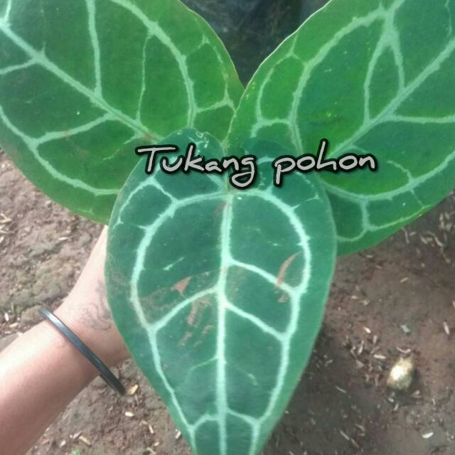 Tanaman hias,kuping gajah,tanaman kuping gajah