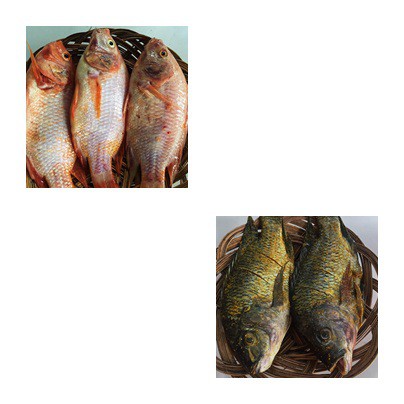 

Ikan Nila Merah dan Nila Hitam
