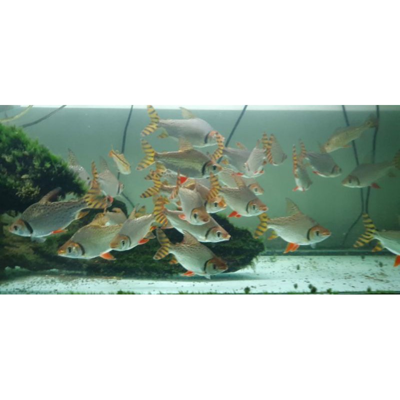 Red Feifeng / Redfeifeng /American flagtail