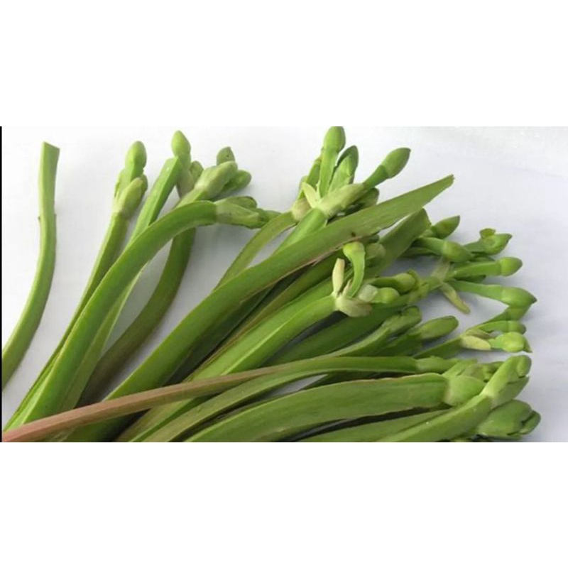 

Daun / bunga genjer segar surga kebutuhan ku