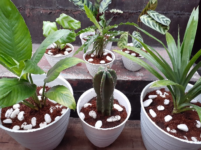 12cm Pot Tawon 12 Budi Jaya