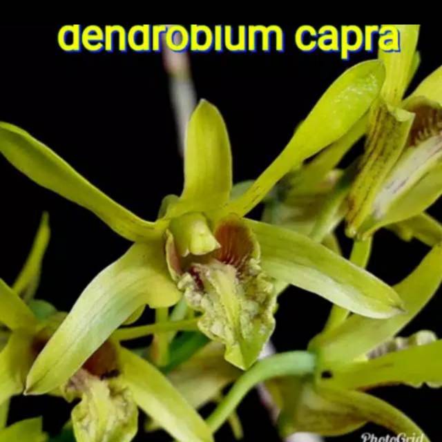 anggrek dendrobium capra larat hijau