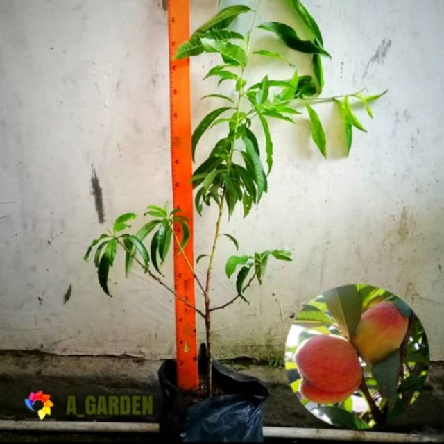 Bibit Tanaman Persik Holland / Peach Holland