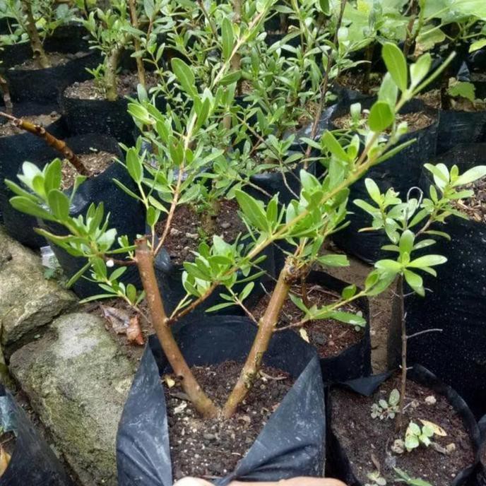 C4Ps Diskon Bibit Tanaman Setigi Stigi Bahan Bonsai Murah