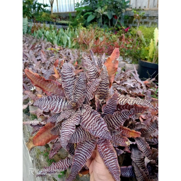 cryptanthus fosterianus/bromolia tokek merah