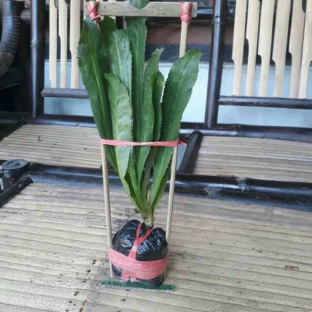 BIBIT DAUN WALANG SANGIT DAUN WALANG SANGIT TANAMAN WALANG SANGIT DAUN WALANG SANGIT