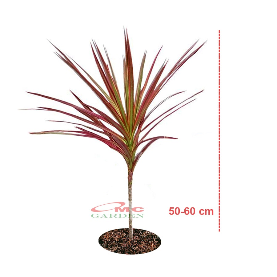 Tanaman Hias Dracaena Marginata Dragon Tree Tricolor Tri Color Merah Kuning Hijau Putih 5060