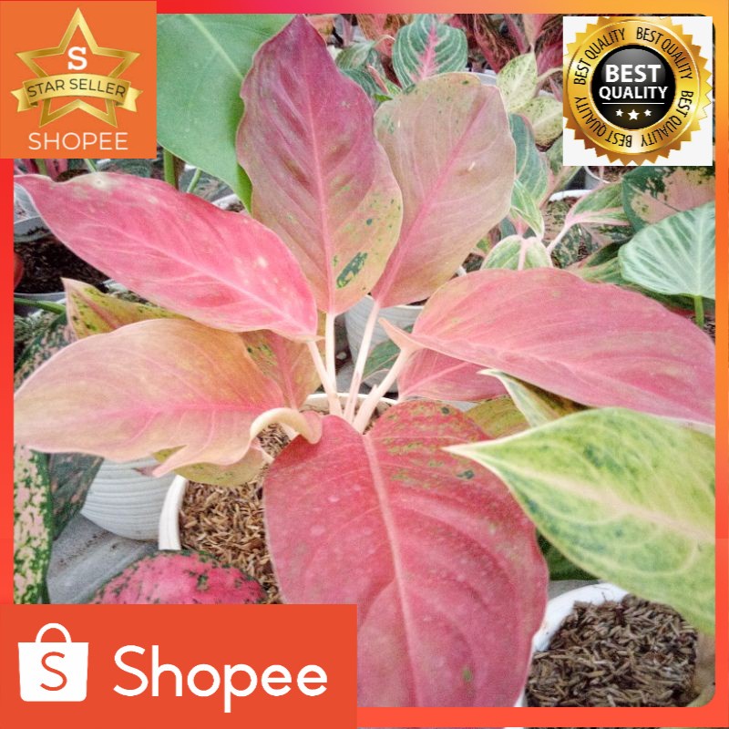 Tanaman hias aglonema striptis mutasi anakan