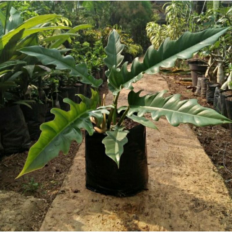philo gergaji philodendron green saw jumbo dewasa