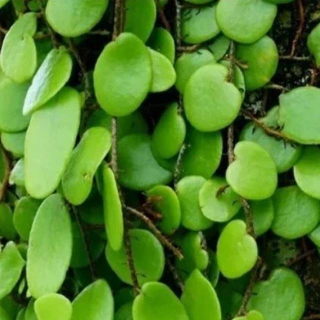 

DAUN SISIK NAGA SEGAR 500 GRAM
