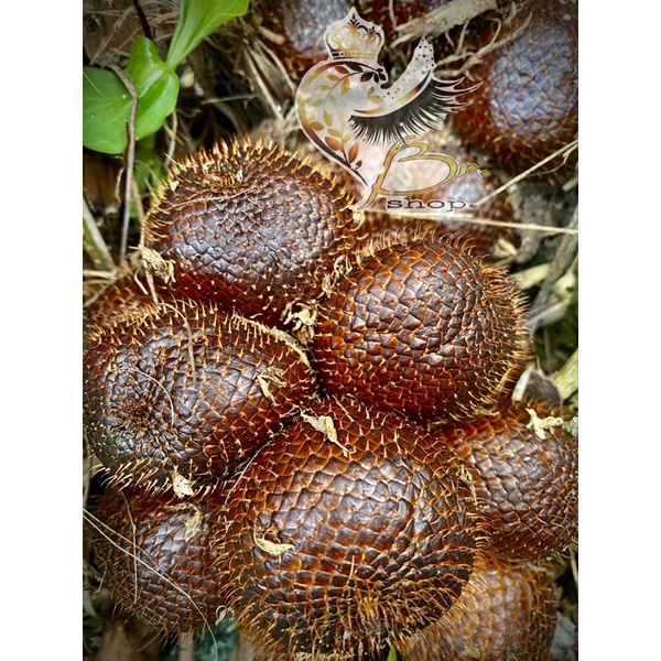 

Grosir Salak Pndoh manis & gading alami khas Turi Yogyakarta