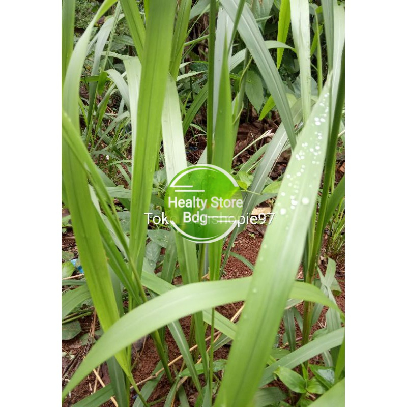 

Daun ilalang atau alang-alang 500gr