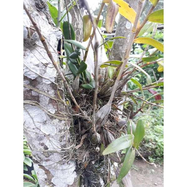 anggrek merpati putih anggrek gunung anggrek hutan