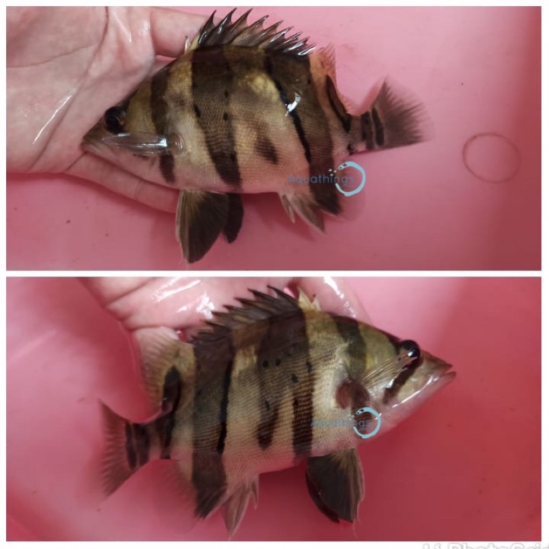 Datz Borneo Mixbar 14-15cm