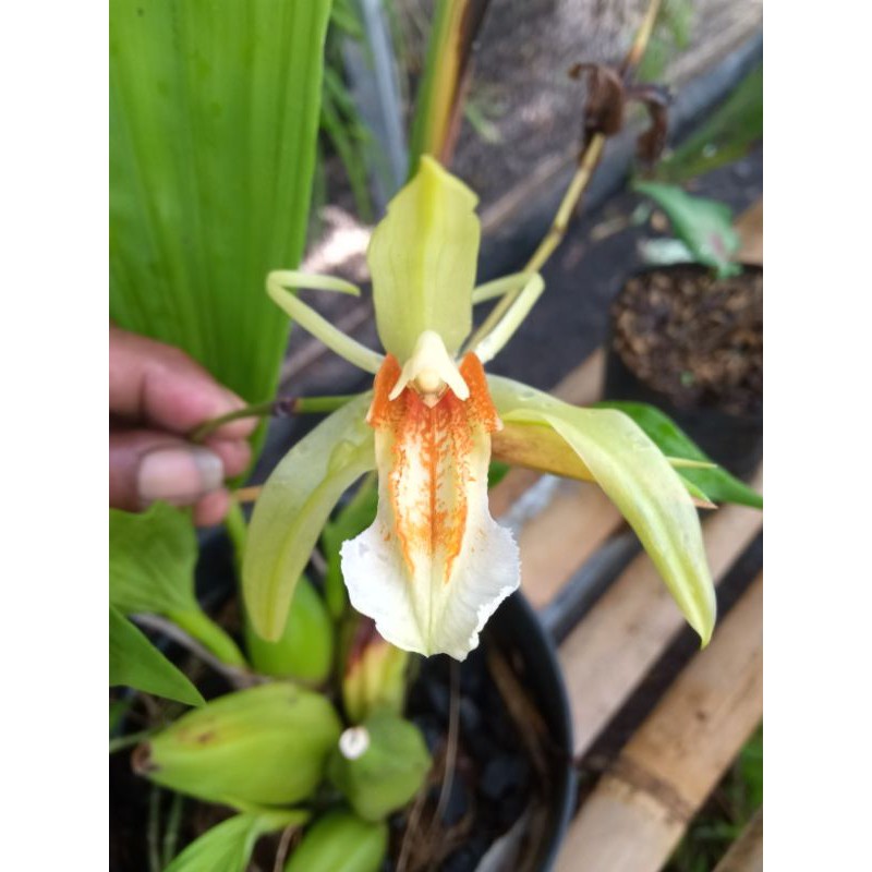 Anggrek Coelogyne Speciosa dewasa
