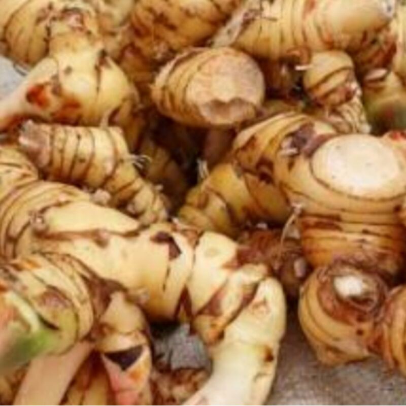 

herbal alami lengkuas laos laja atau ALPIANAGALANGA pres segar